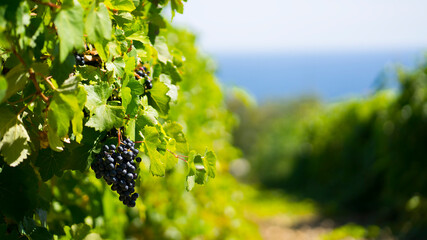 Vineyard by the sea. Image with selective focus