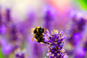 Bumblebee on lavender