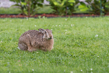 Fototapeta premium rabbit on green grass