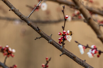 Abricotier en fleur au printemps.