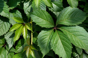 grape foliage in summer, selective focus