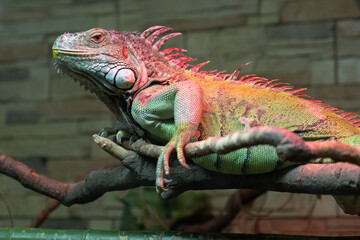 portrait of iguana behind the glass.
