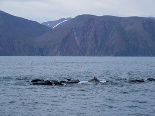 Fototapeta premium pilot whale tail