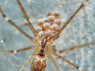 Marbled cellar spider. Pholcidae family. Holocnemus pluchei.