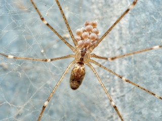 Marbled cellar spider. Pholcidae family. Holocnemus pluchei.