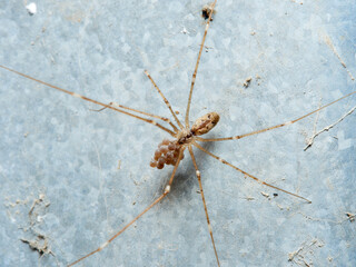 Marbled cellar spider. Pholcidae family. Holocnemus pluchei.