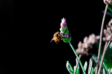 Bee on garden lavender flower 