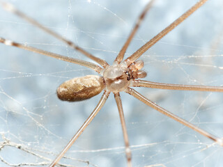 Marbled cellar spider. Pholcidae family. Holocnemus pluchei.
