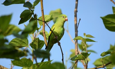 periquito-de-encontro-amarelo no galho