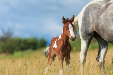 Obraz premium Horse chils and mother horse her beautiful foal on a field