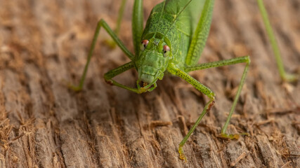 The green katydid sits on a woody texture background. Selective focus.