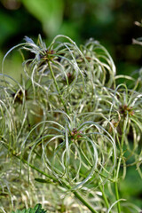 Old man's beard, traveller's joy // Gewöhnliche Waldrebe (Clematis vitalba)