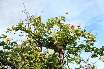 Fototapete bei efototapeten.de bestellen   