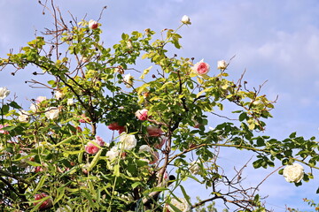 Fototapete bei efototapeten.de bestellen   