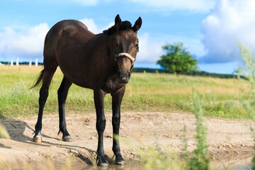 Horse runs on a green summer meadow on sunny day