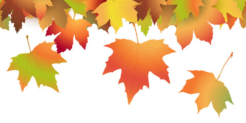 Naklejka na ściany i meble fall maple leaves colored