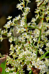 Japanese knotweed // Japanischer Staudenknöterich (Fallopia japonica)