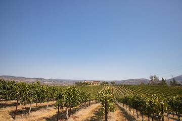 Fototapeta na wymiar Winery in Napa Valley, California