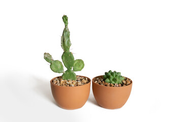 Two Different Cacti in Plastic Light Brown Pots - Indoor Cactus and Succulents - Isolated on White Background - House Plants