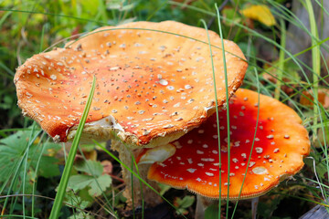 Autumn mushrooms collected in the fores