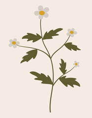 Vintage illustration of wild camomile flower. Medicinal herb. Branch with leaves. Botanic vector of forest flora. Hand drawn colorful floral element. Clipart for design and print