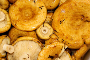 Autumn mushrooms collected in the fores