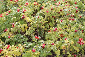 Autumn red berries rose hips and rowan berries