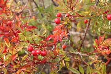 Autumn red berries rose hips and rowan berries