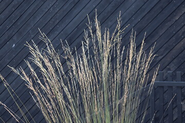 Grass on the background of a black wooden wall
