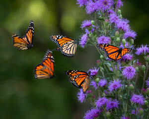 Fire monarch butterflies on blazing star flower with dark background - Powered by Adobe