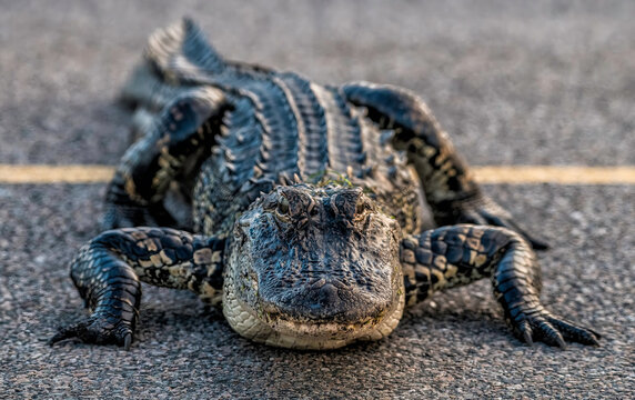 Alligator Crossing Road