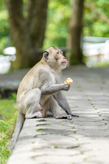 A hungry monkey sitting and eating an ice cream stolen from the tourists.