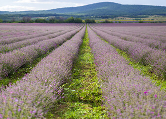 Obraz na płótnie Canvas levender field purple aromatic flowers near Nova Zagora, provence in Bulgaria