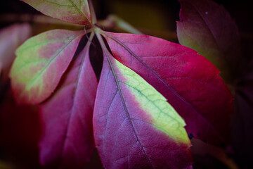 Beautiful Virginia creeper also called five-finger Ivy leaves as autumn starts to bring color to nature - obrazy, fototapety, plakaty