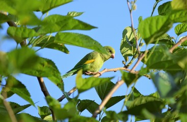 periquito-de-encontro-amarelo no galho
