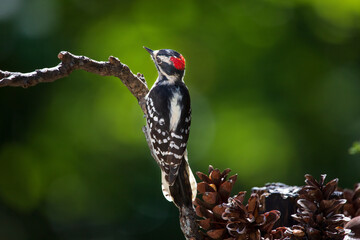 downy woodpecker