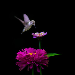 hummingbird on flower with dark background