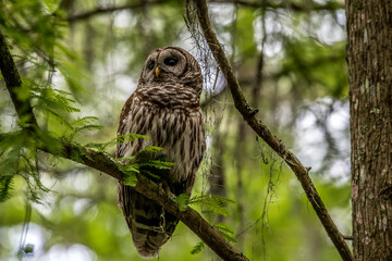 Barred Owl