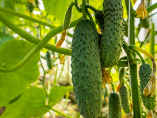 green cucumbers of various sizes weigh on whips with yellow flowers.