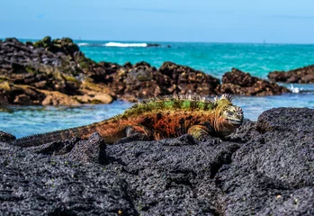 Foto op Canvas Iguana on volcanic rock, Galapagos Islands © MariaLuz