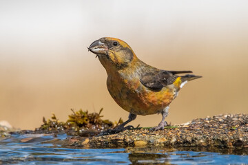 Çaprazgaga » Red Crossbill » Loxia curvirostra