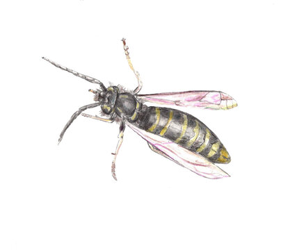 Realistic drawn wasp with black stripes, realistic insect