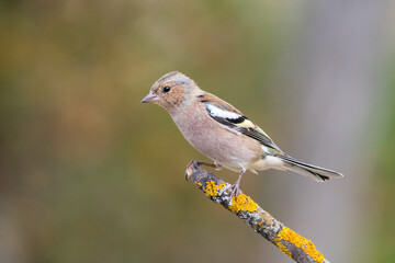 İspinoz » Common Chaffinch » Fringilla coelebs