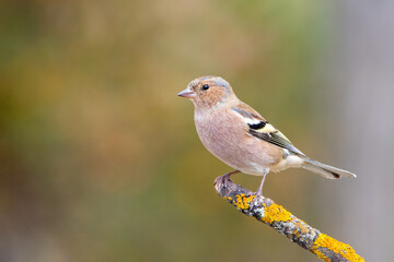 İspinoz » Common Chaffinch » Fringilla coelebs