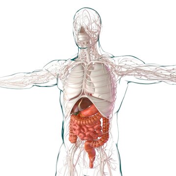 Human Digestive System Anatomy For Medical Concept 3D Rendering
