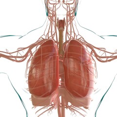 Lungs Human Respiratory System Anatomy For Medical Concept 3D Rendering