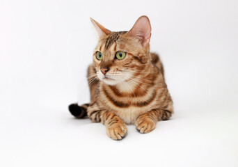 Funny Spotted Bengal kitten with beautiful big green eyes lying on white table. Lovely fluffy cat. Free space for text.
