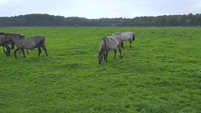 Drone flying around between various brown white mustangs and cows running on meadow and graze grass on the farmland. Group of animals on pasture. Rural scene. Endangered free wild horses in mountains 