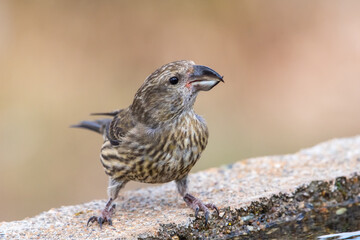 Çaprazgaga » Red Crossbill » Loxia curvirostra
