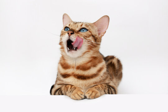 Funny Spotted Bengal kitten with beautiful big blue eyes lying on white table. Lovely fluffy cat licking lips. Free space for text.
